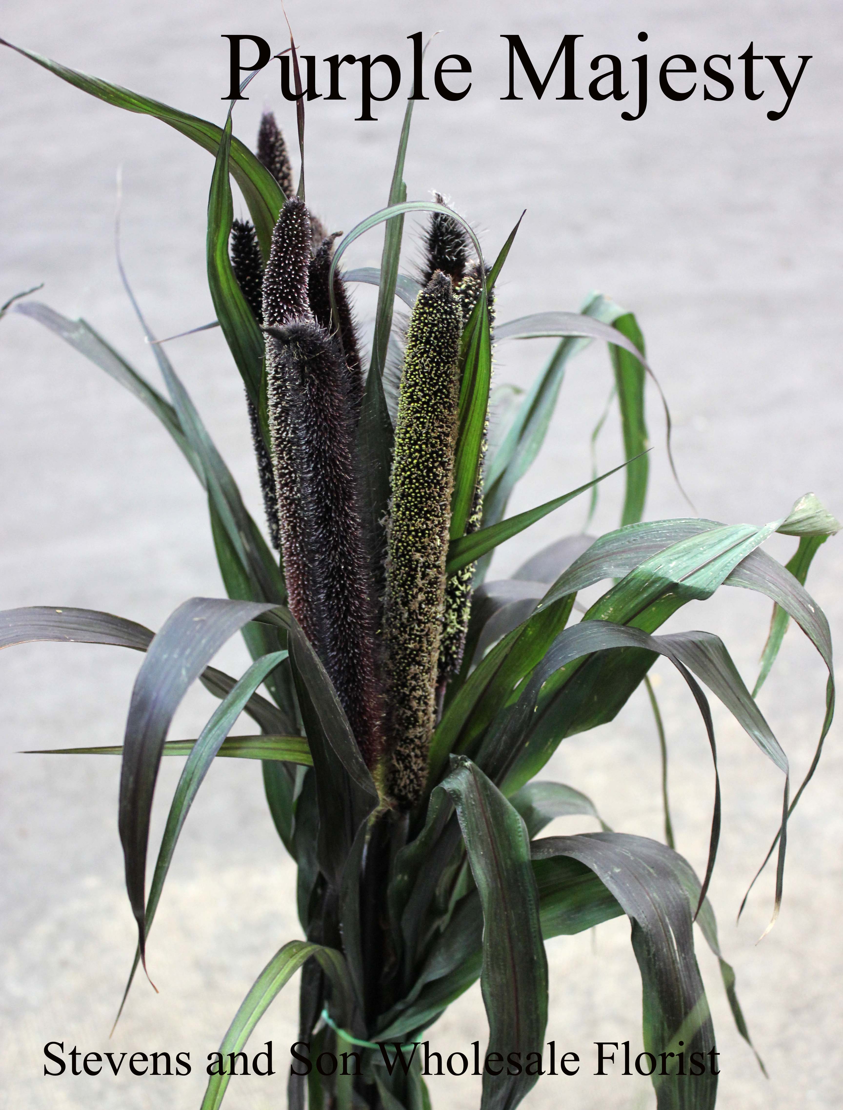 Millet Stevens and Son Wholesale Florist