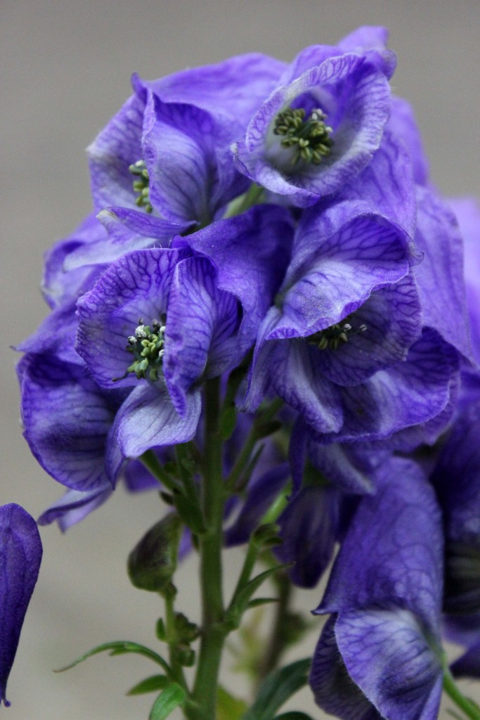 Monkshood - Detail - Photo Credit Allison Linder