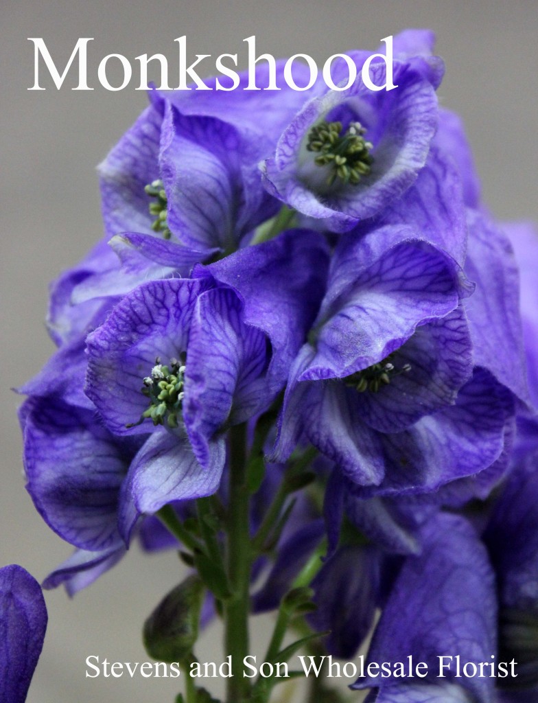 Monkshood - Photo Credit Allison Linder