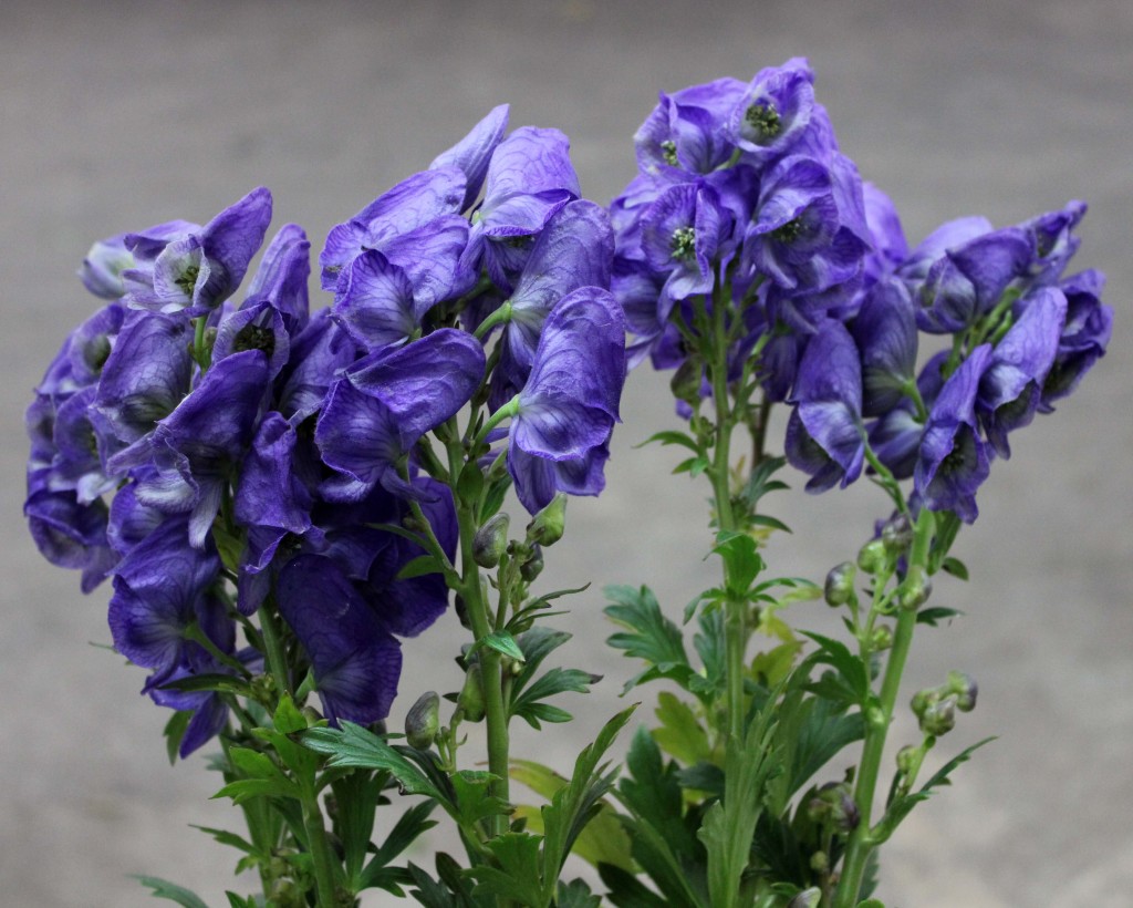 Monkshood - Side - Photo Credit Allison Linder