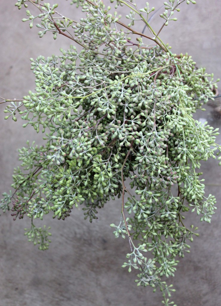 Naked Eucalyptus - Aerial - Photo Credit Allison Linder