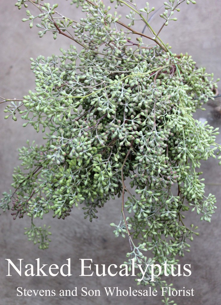 Naked Eucalyptus - Photo Credit Allison Linder