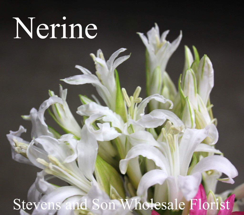 Nerine - Photo Credit Allison Linder