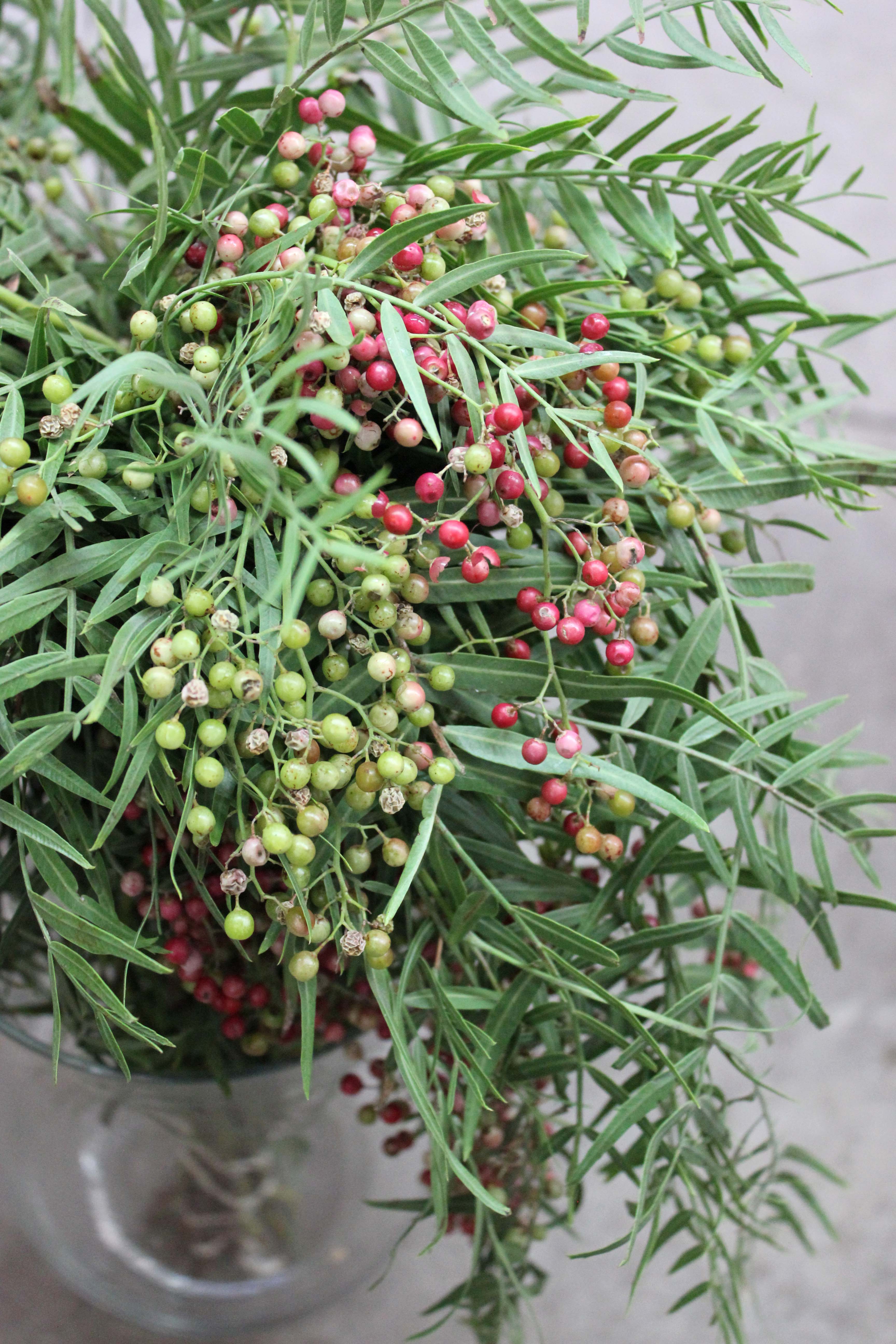 Pepperberry Stevens and Son Wholesale Florist