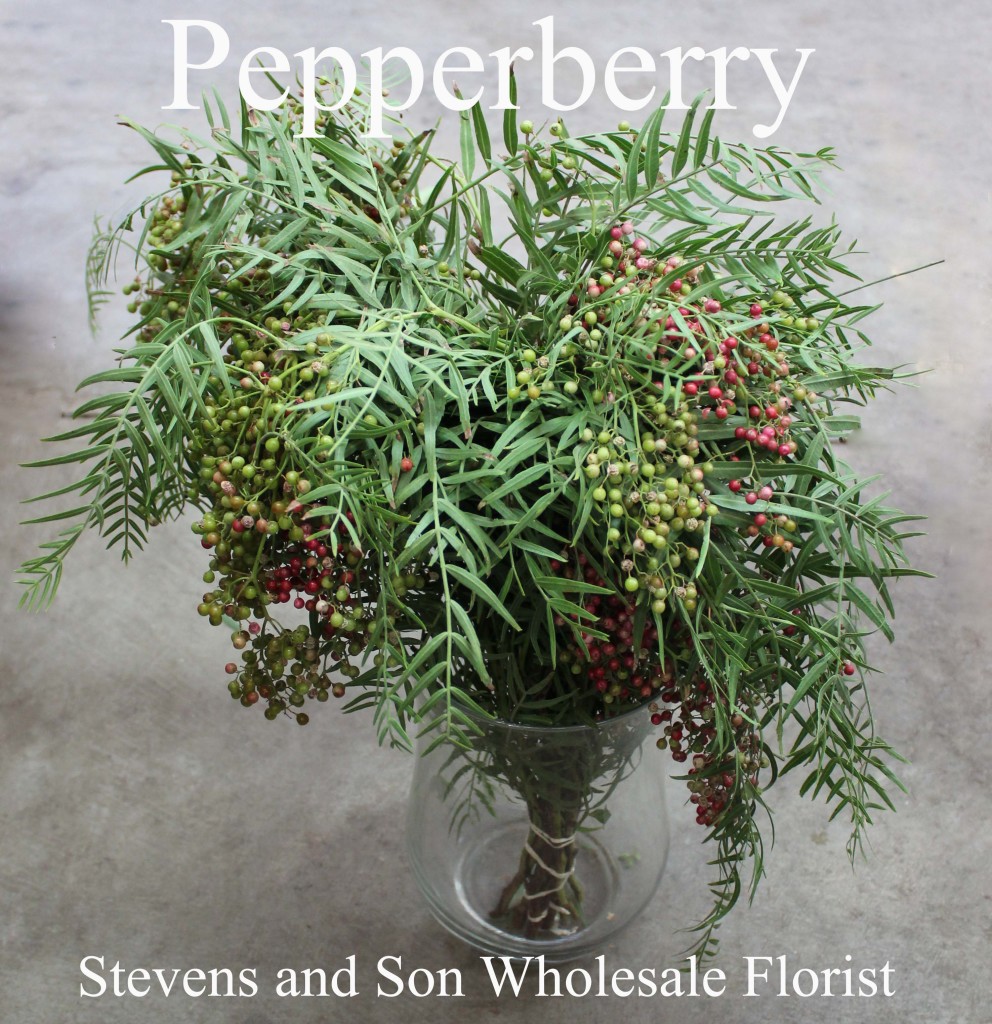 Pepperberry Hanging - Photo Credit Allison Linder