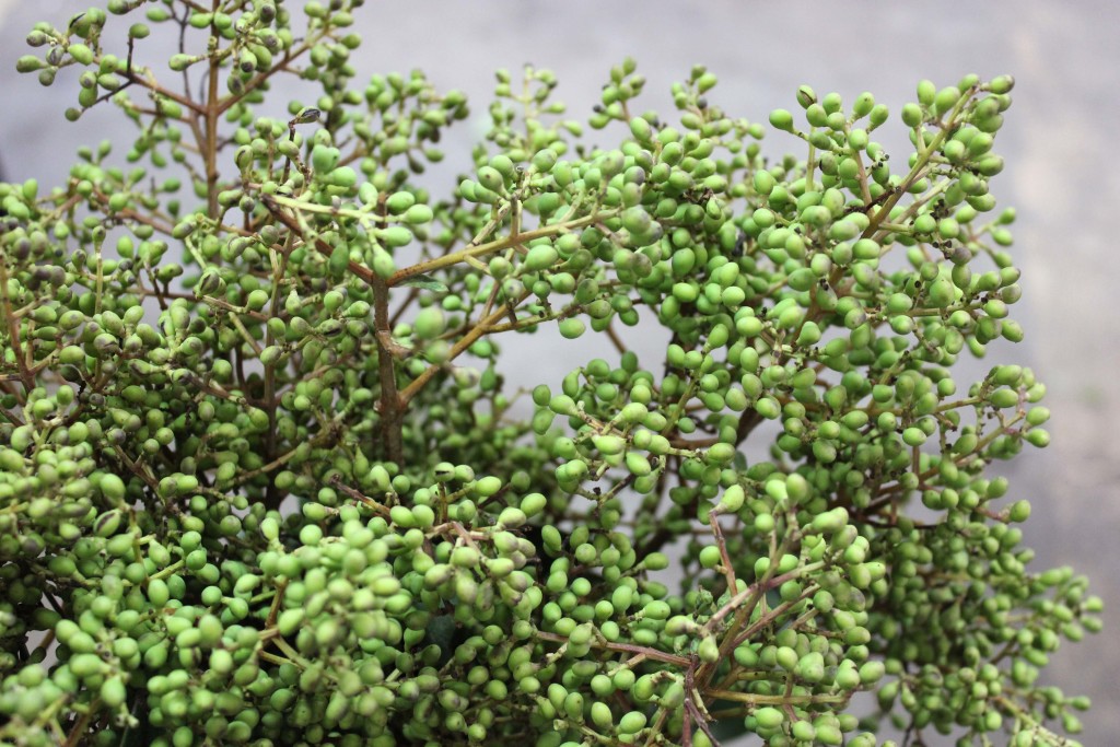Privet Berry Green - Detail 2 - Photo Credit Allison Linder