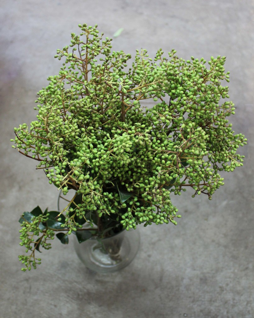 Privet Berry Green - Side - Photo credit Allison Linder