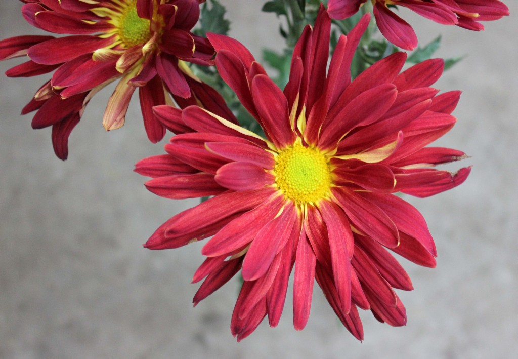 Red Rover - Aerial - Photo Credit Allison Linder