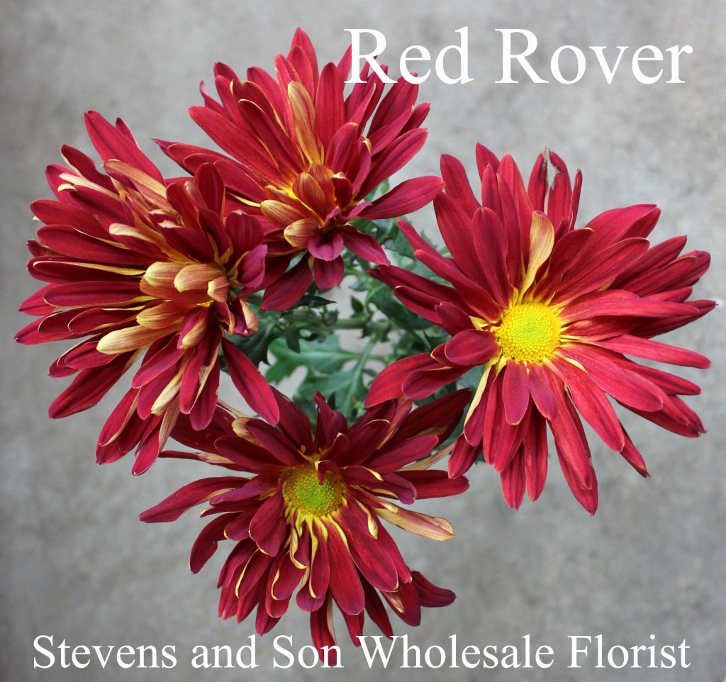 Red Rover - Photo Credit Allison Linder