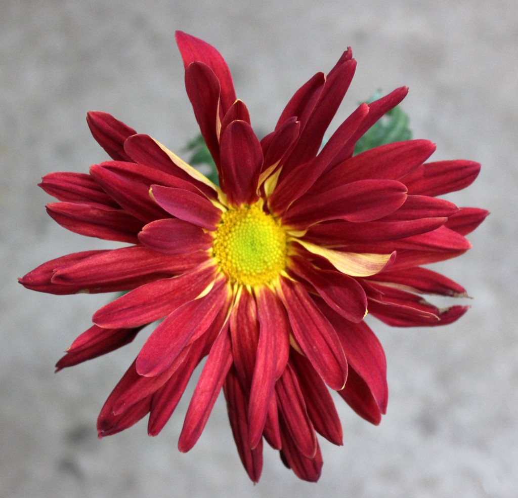 Red Rover - Single - Photo Credit Allison Linder