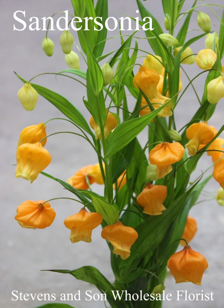 Sandersonia - Photo Credit Allison Linder