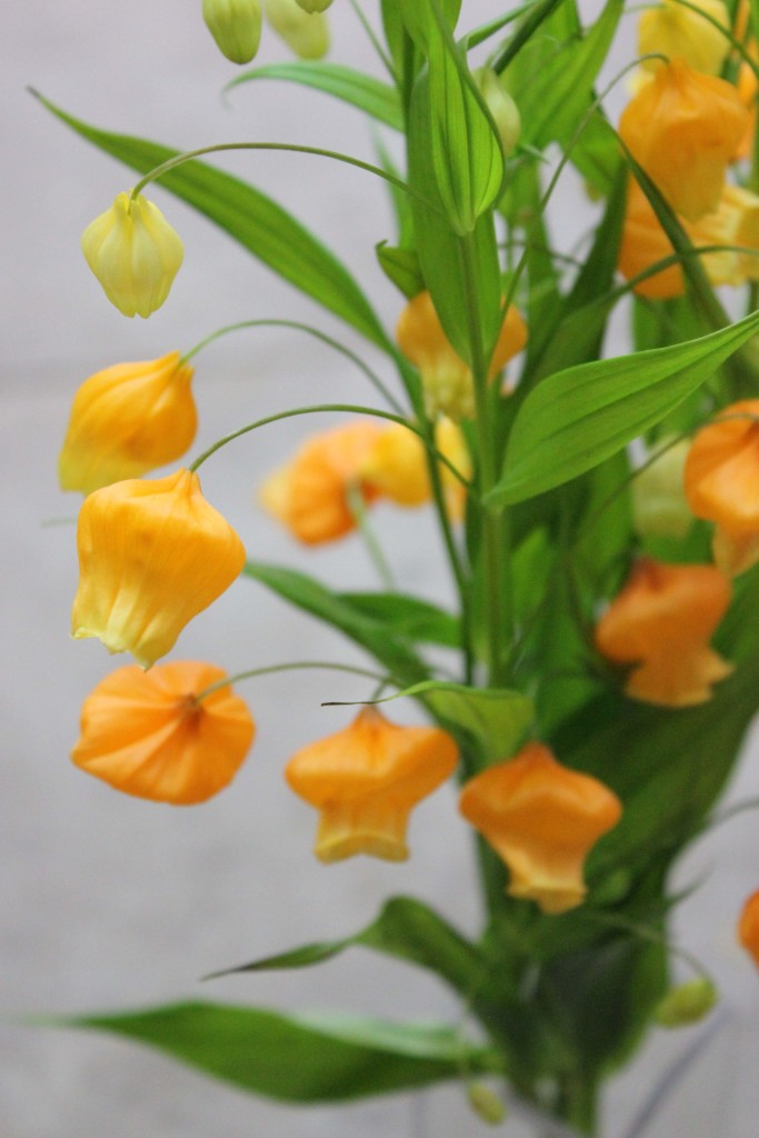 Sandersonia - Side Detail - Photo Credit Allison Linder