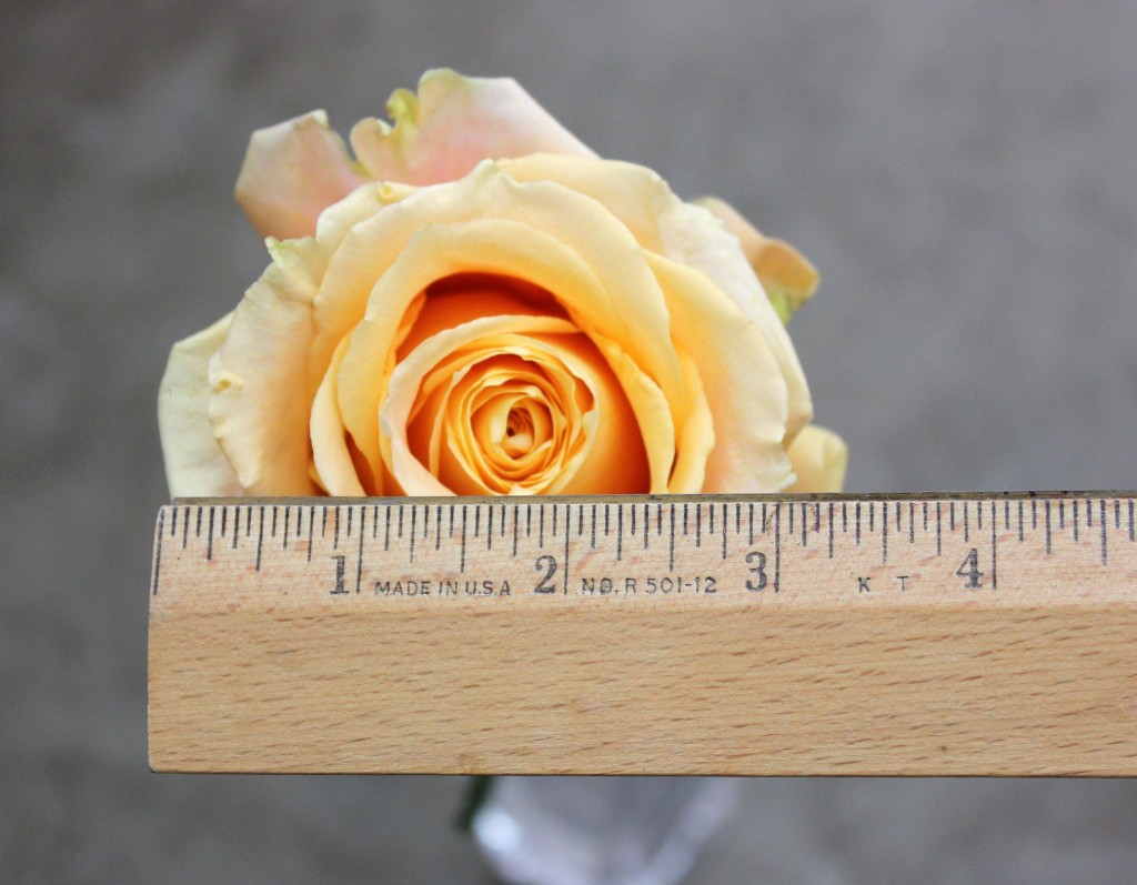 Shukrani - Measured - Photo Credit Allison Linder