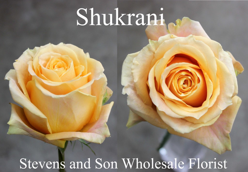 Shukrani - Photo Credit Allison Linder