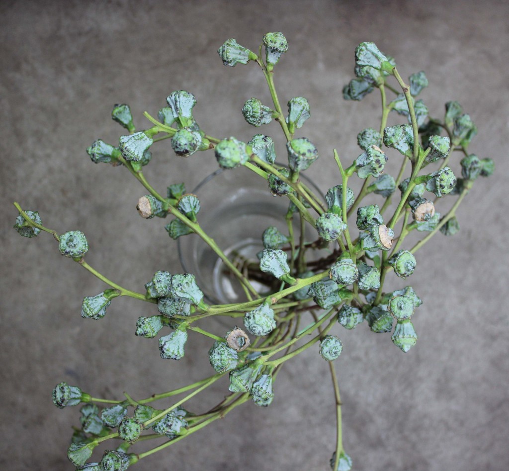 Silver Bell Eucalyptus - Aerial - Photo Credit Allison Linder