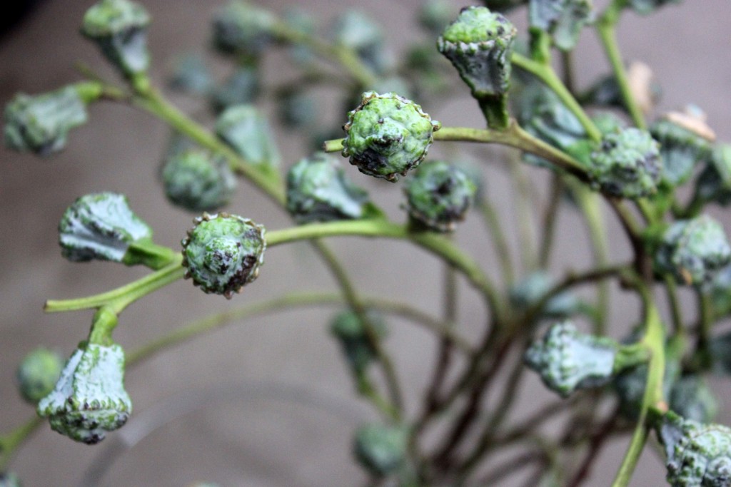 Silver Bell Eucalyptus - Detail - Photo Credit Allison Linder
