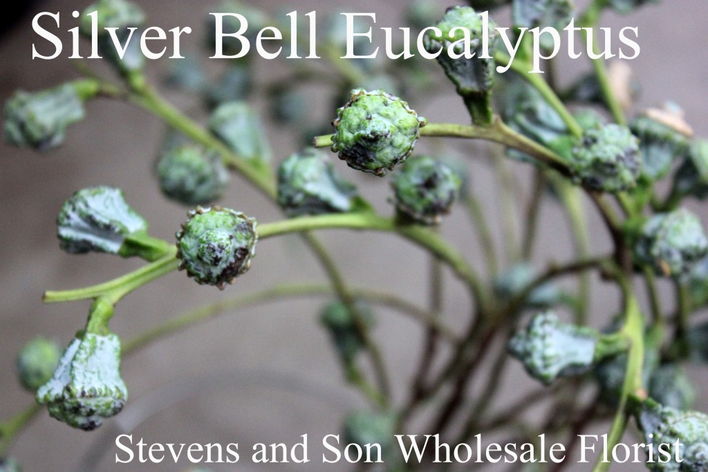 Silver Bell Eucalyptus - Photo Credit Allison Linder