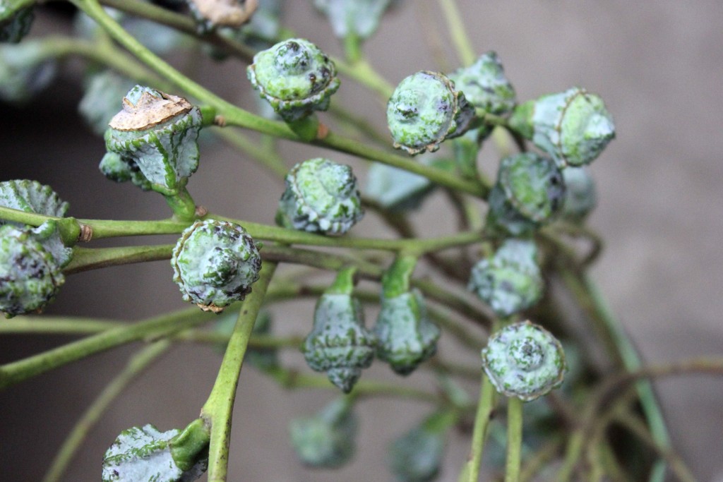 Silver Bell Eucalyptus - Side - Photo Credit Allison Linder