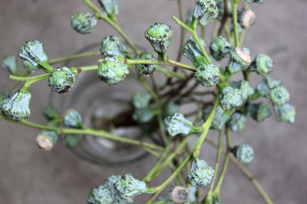 Silver Bell eucalyptus - Above - Photo Credit Allison Linder