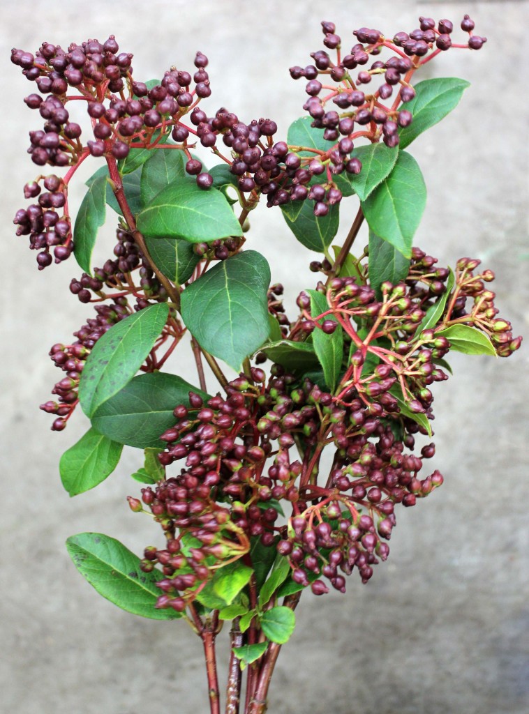 Tinus Berry - Burgundy - Photo Credit Allison Linder