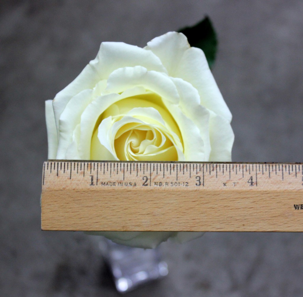 Vitality - Measured - Photo Credit Allison Linder