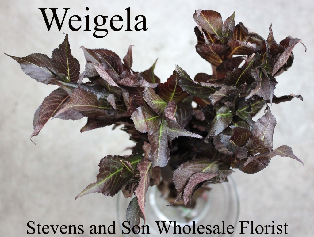 Weigela - Photo Credit Allison Linder