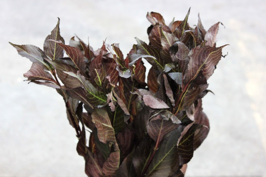 Weigela - Side - Photo Credit Allison Linder