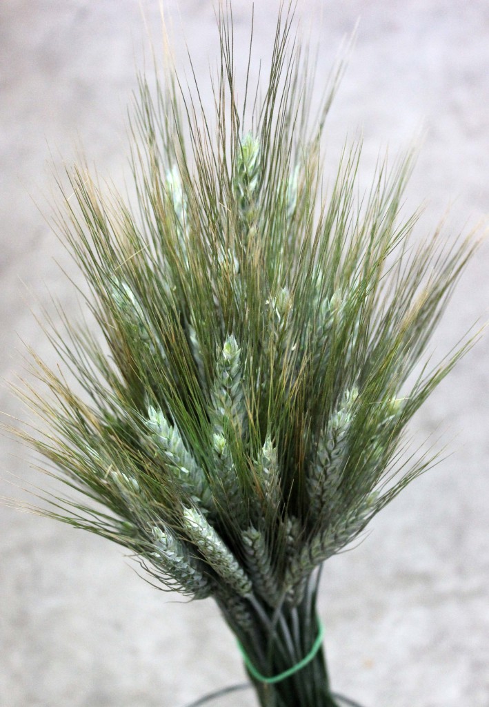 Wheat Grass Green - Aerial - Photo Credit Allison Linder