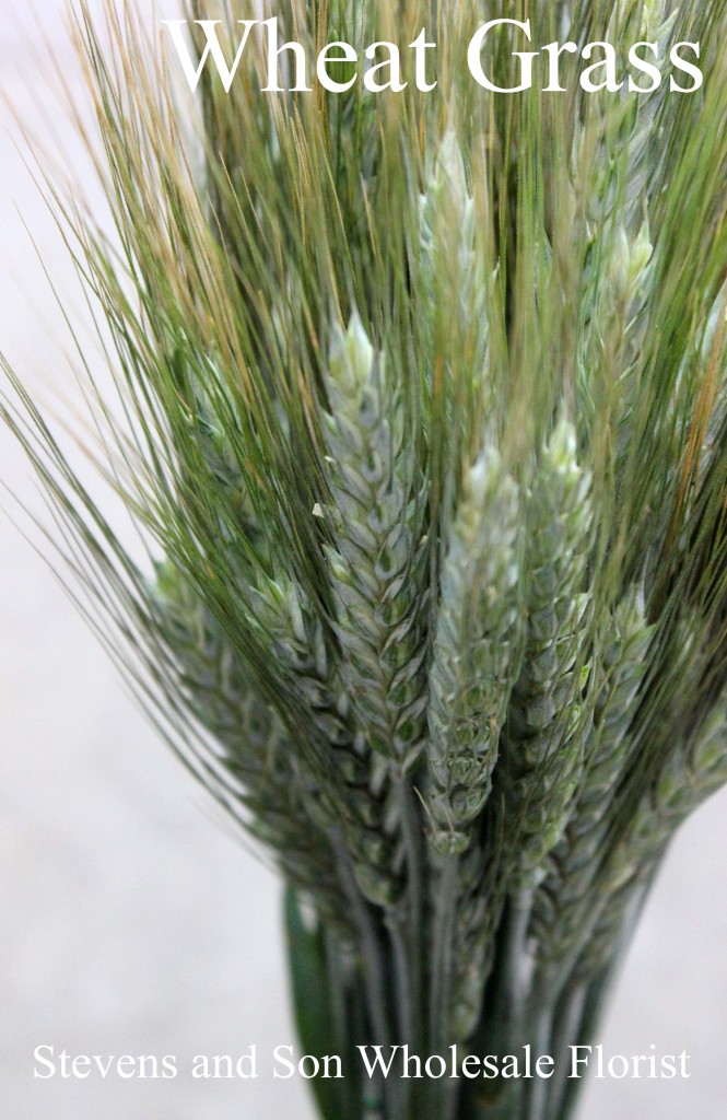 Wheat Grass Green - Photo Credit Allison Linder