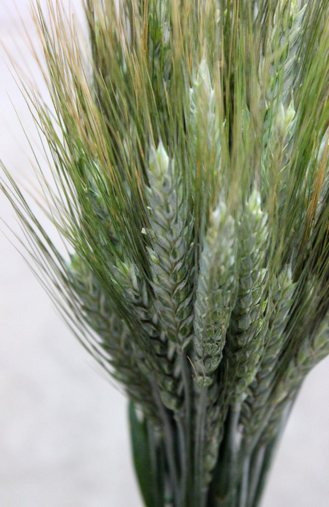 Wheat Grass Green - Side - Photo Credit Allison Linder