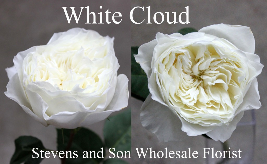 White Cloud - Photo Credit Allison Linder