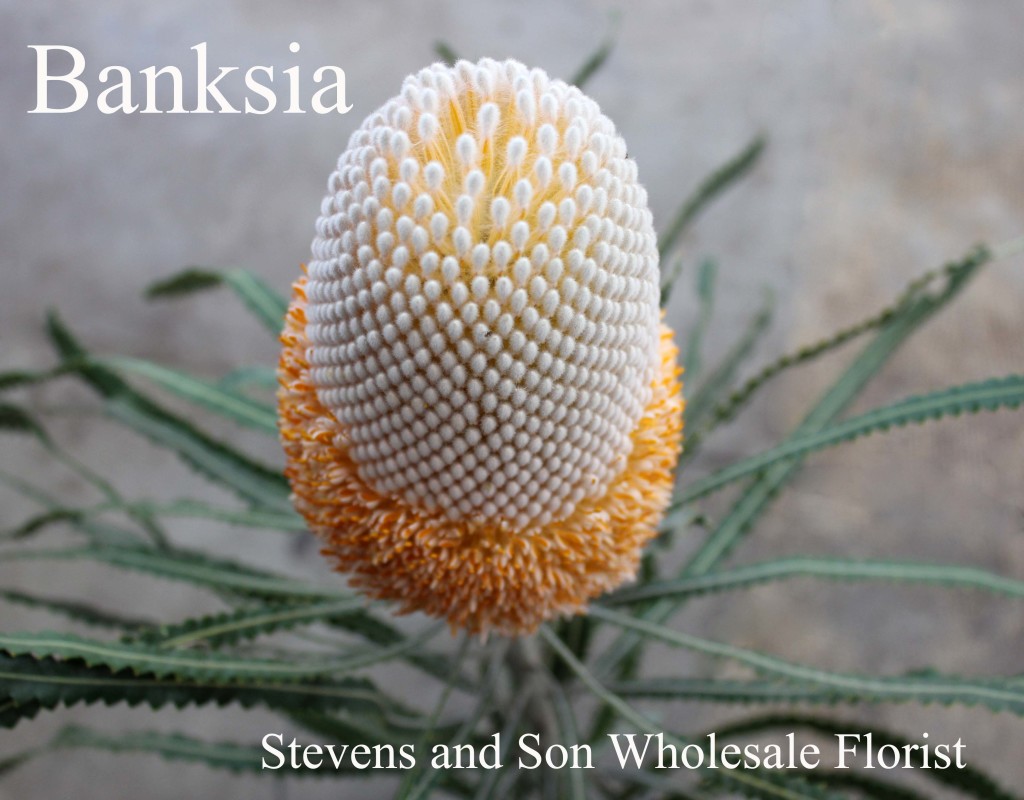 Baksia Protea - Photo Credit Allison Linder
