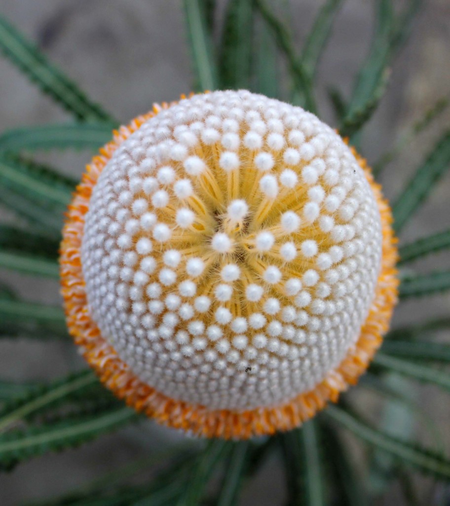 Banksia Protea - Aerial - Photo Credit Allison Linder