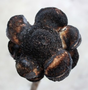 Burnt Coned Banksia - Aerial - Photo Credit Allison Linder