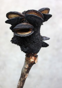 Burnt Coned Banksia - Detail - Photo Credit Allison Linder