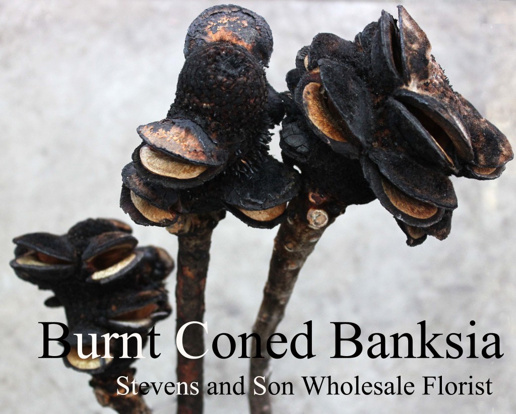 Burnt Coned Banksia - Photo Credit Allison Linder