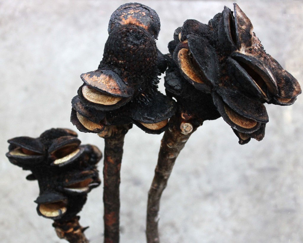 Burnt Coned Banksia - Side Group - Photo Credit Allison Linder