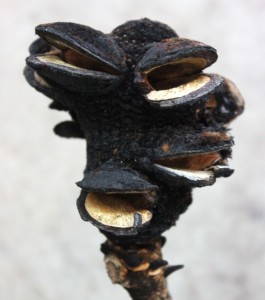 Burnt Coned Banksia - Side - Photo Credit Allison Linder
