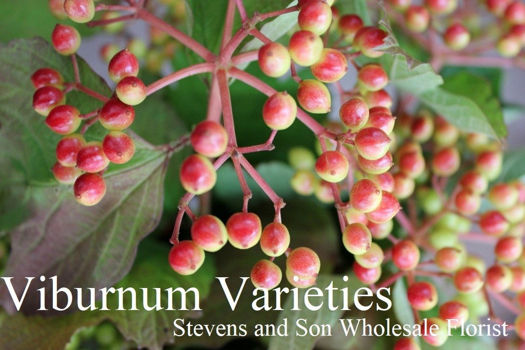 Cranberry-Viburnum-Detail-Photo-Credit-Allison-Linder-1024x683