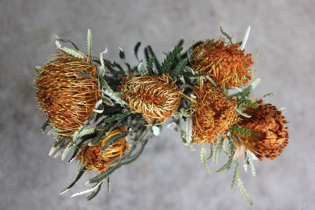 Dryandra - Aerial - Photo Credit Allison Linder