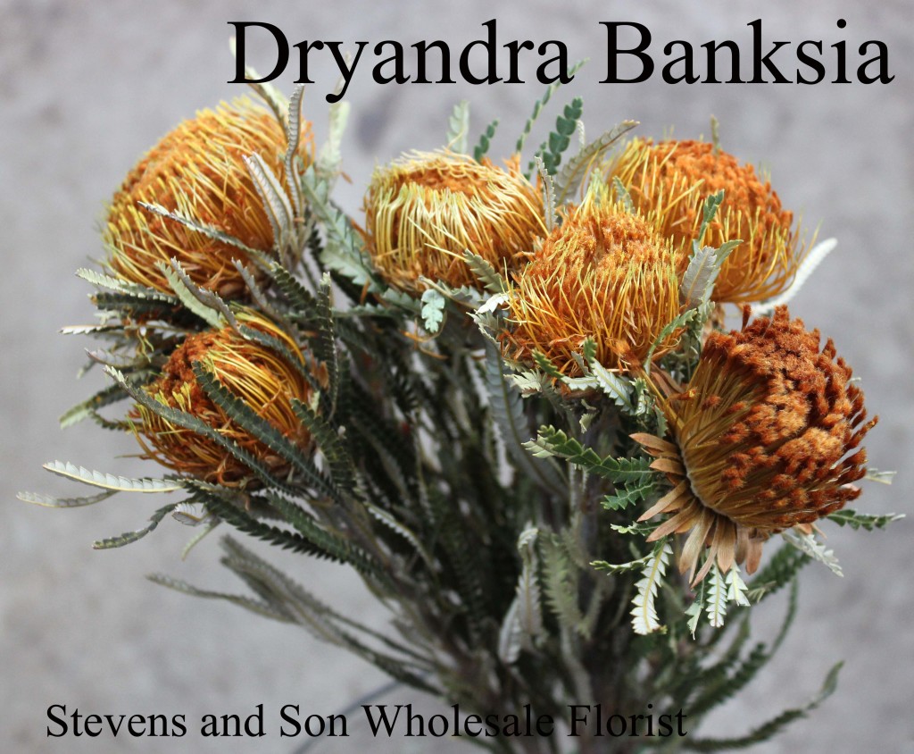 Dryandra Banksia - Photo Credit Allison Linder