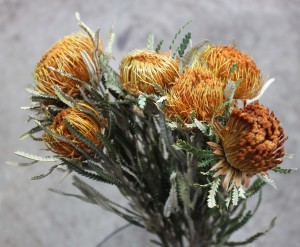 Dryandra Banksia - Side - Photo Credit Allison Linder