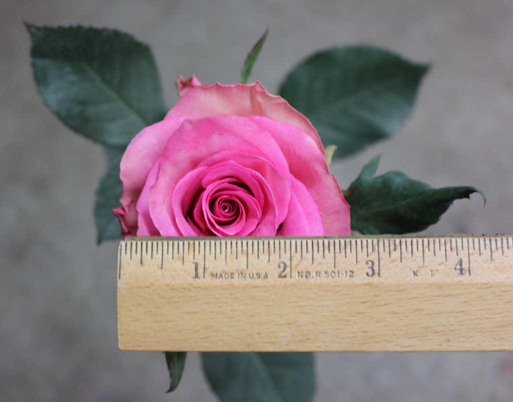 Enjoy - Measured - Photo Credit Allison Linder
