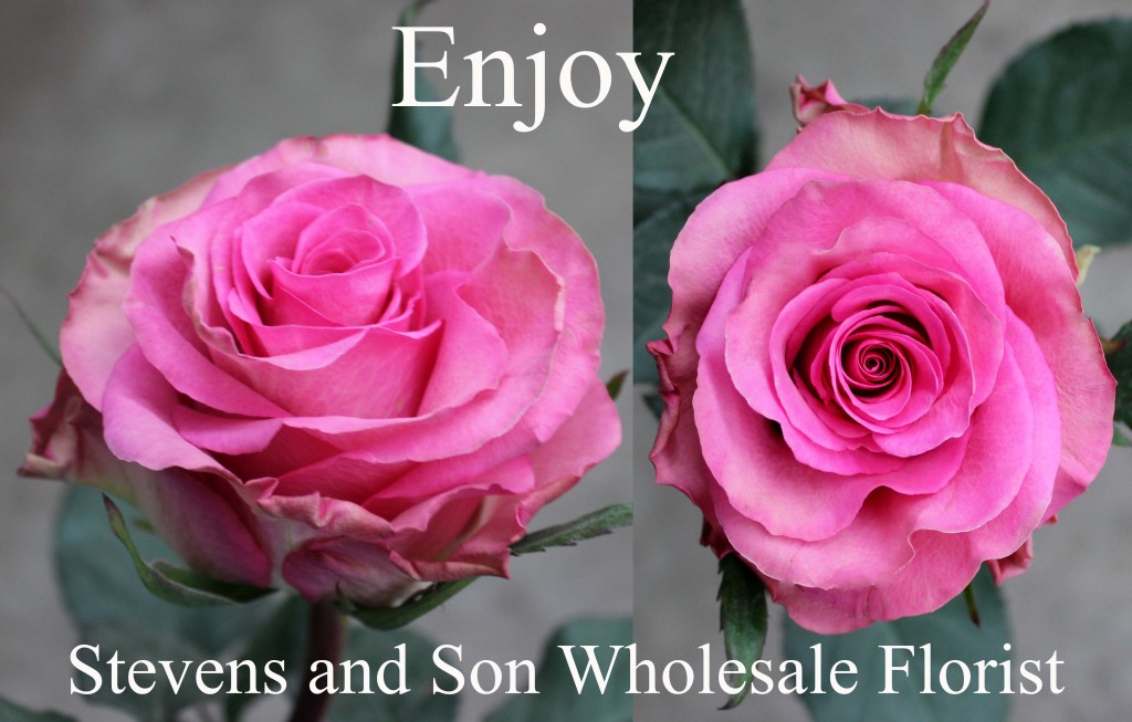Enjoy - Photo Credit Allison Linder