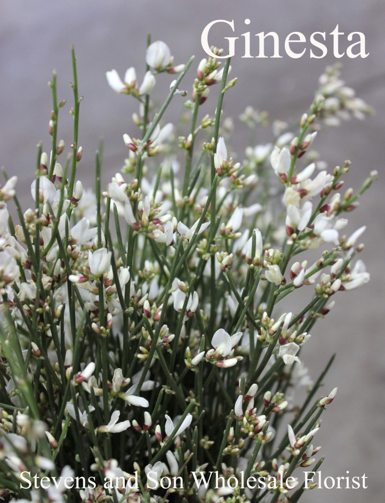 Ginesta - Photo Credit Allison Linder