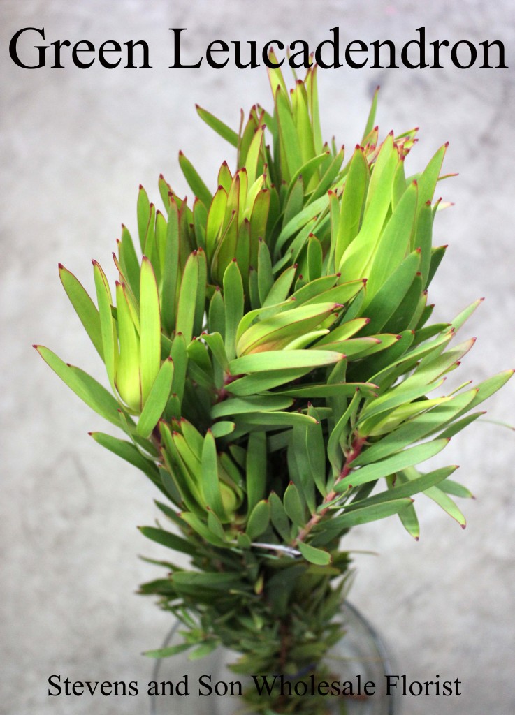 Green Leucadendron - Photo Credit Allison Linder