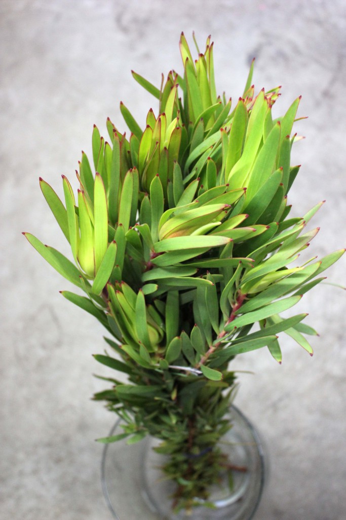Green Leucadendron - Side - Photo Credit Allison Linder