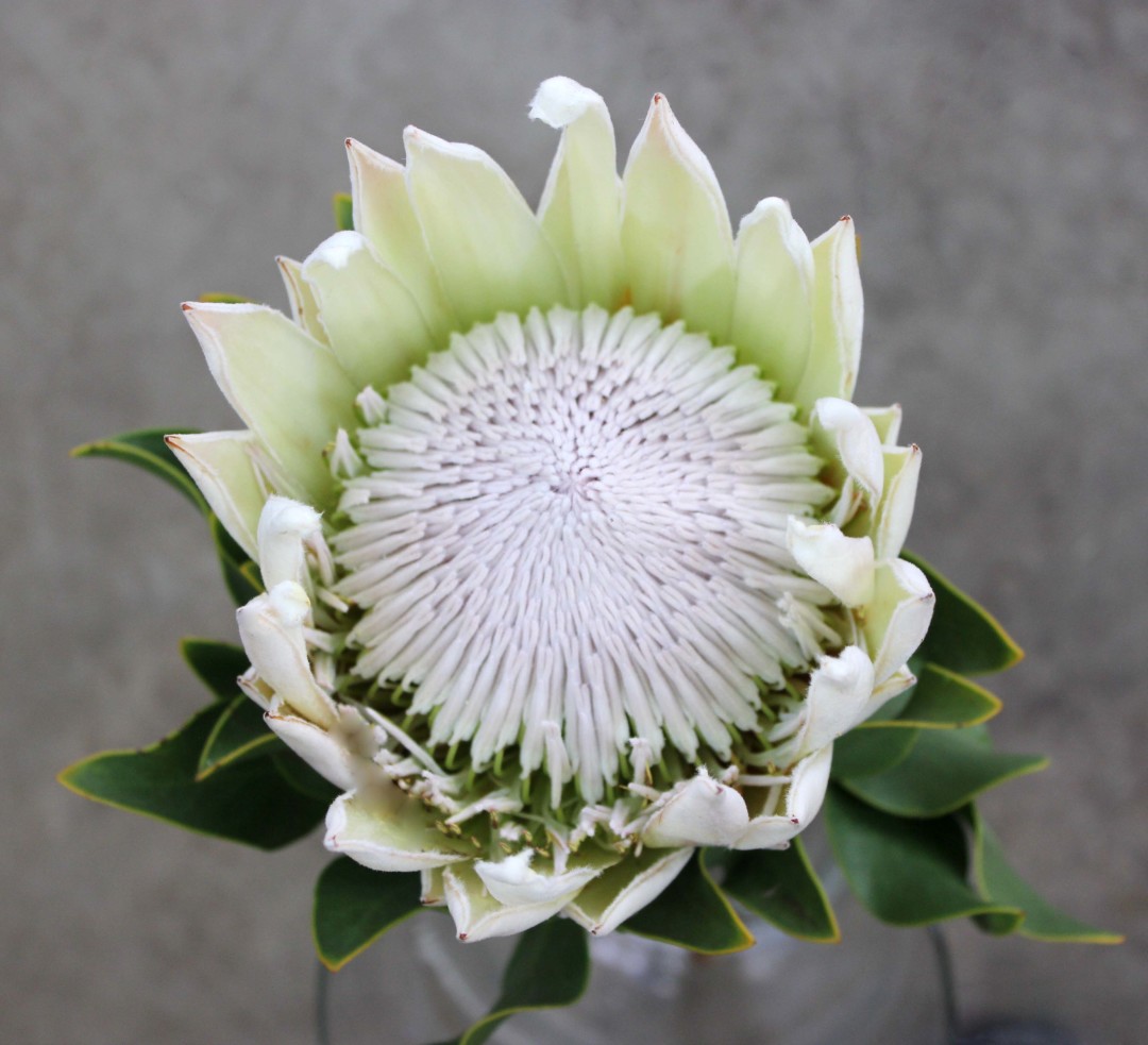 King Protea Stevens and Son Wholesale Florist
