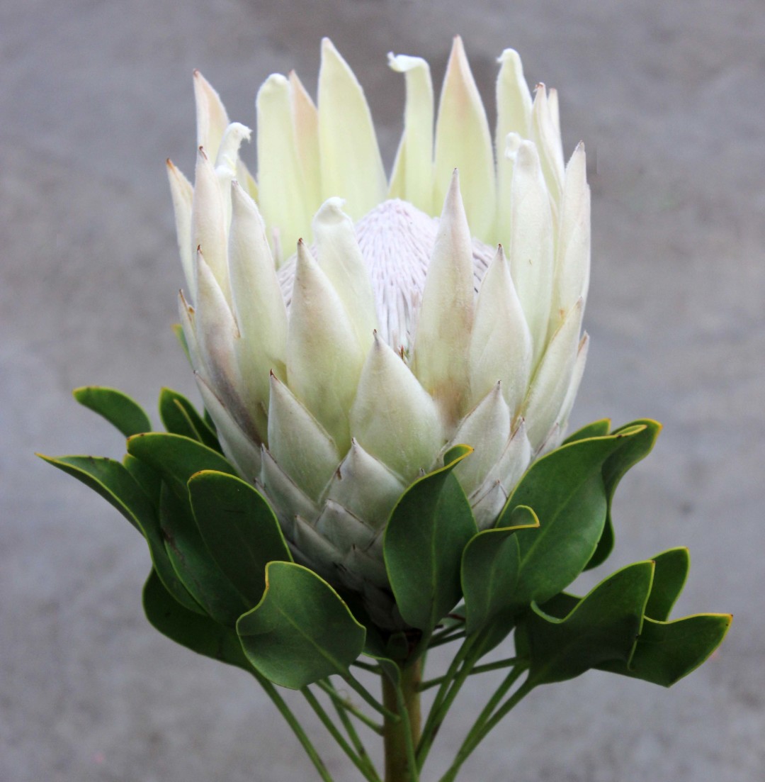 King Protea Stevens and Son Wholesale Florist