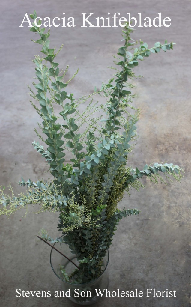 Knifeblade Acacia - Photo Credit Allison Linder